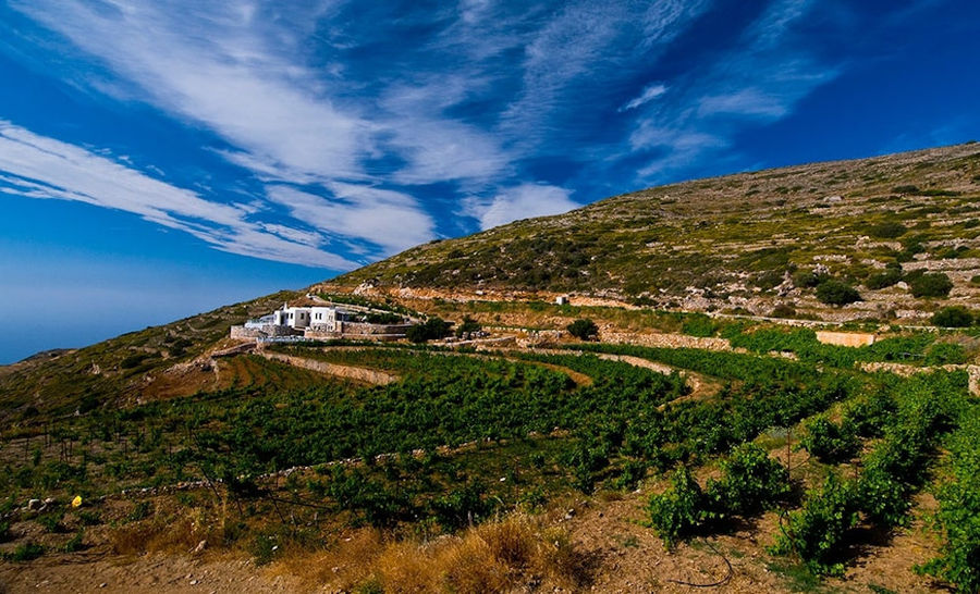 view of 'Manalis Winery' vineyards in the background of blue sky and the building